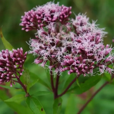 Eupatorium cannabinum - Eupatoire chanvrine | Achat direct producteur