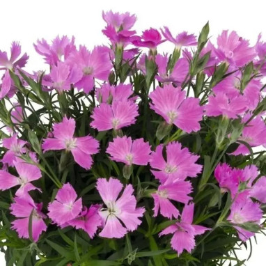 Dianthus Sprint 'Violet Rock' - Dianthus | Achat direct au producteur