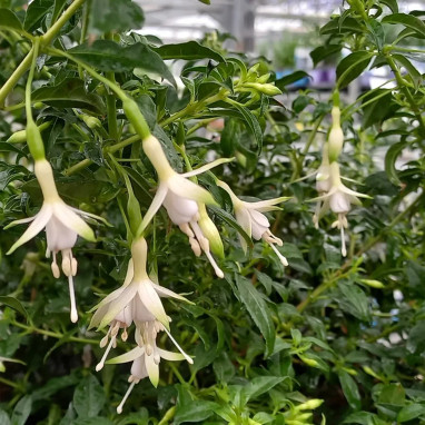 Fuchsia 'Hawkshead' - Fuchsia | Achat direct au producteur