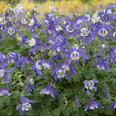Aquilegia 'Spring Magic Blue and White' | Achat direct producteur