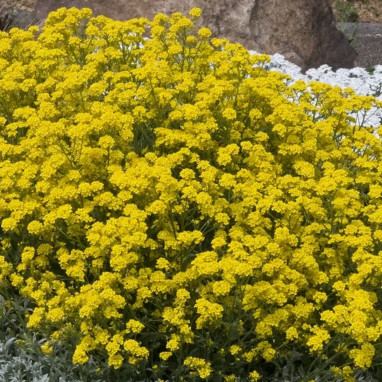 Alyssum saxatile 'Goldkugel' - Aurinia | Achat direct au producteur