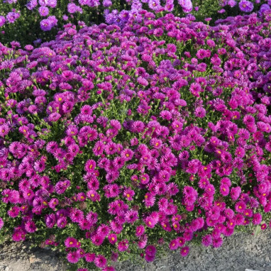 Aster dumosus 'Jenny' - Symphyotrichum | Achat direct au producteur