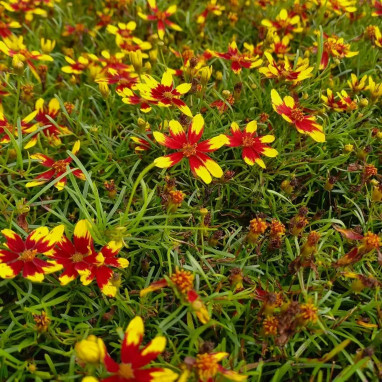Coreopsis 'Firefly' - Coreopsis | Achat direct au producteur