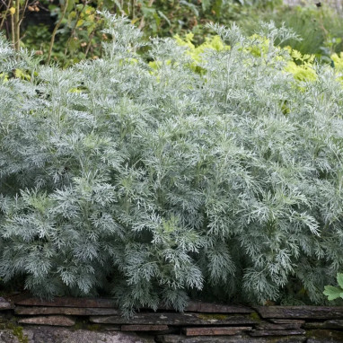 Artemisia 'Powis Castle' - Armoise | Achat direct au producteur