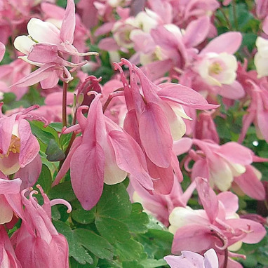 Aquilegia 'Spring Magic Pink and White' | Achat producteur