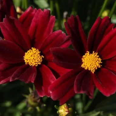 Coreopsis LITTLE BANG 'Red Elf' - Coreopsis | Achat direct au producteur