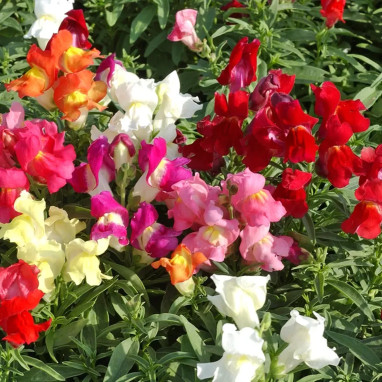 Muflier vivace 'Sonnet Mix' - Antirrhinum | Achat producteur