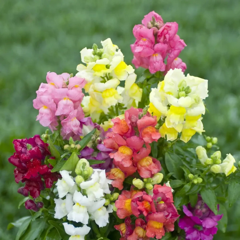 Muflier vivace 'Sonnet Mix' - Antirrhinum | Achat producteur