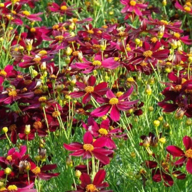 Coreopsis 'Red Satin' - Coreopsis | Achat direct au producteur