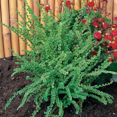 Athyrium filix-femina 'Frizelliae' - Athyrium | Achat producteur