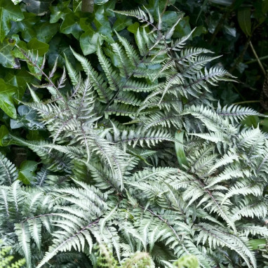 Athyrium niponicum 'Metallicum' - Athyrium | Achat direct au producteur