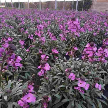 Erysimum linifolium 'Bowles Mauve' | Achat direct au producteur