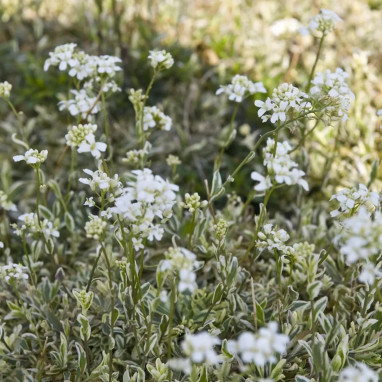 Arabis ferdinandi-coburgii 'Variegata' | Achat direct au producteur