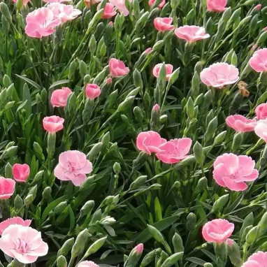 Dianthus 'Diantica Peach Party' - Œillet | Achat direct au producteur