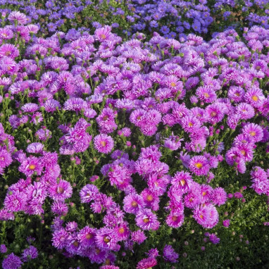 Aster 'Double Rose d'Anjou' - Symphyotrichum | Achat direct producteur