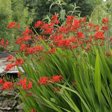 Crocosmia 'Lucifer' - Crocosmia | Achat direct au producteur