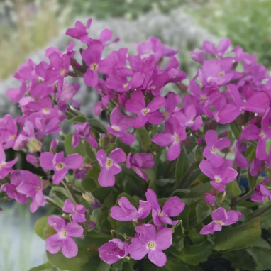 Arabis blepharophylla 'Rose Delight' - Arabis | Achat producteur