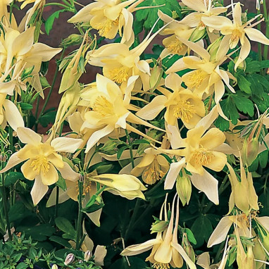 Aquilegia 'Spring Magic Yellow' - Aquilegia | Achat producteur