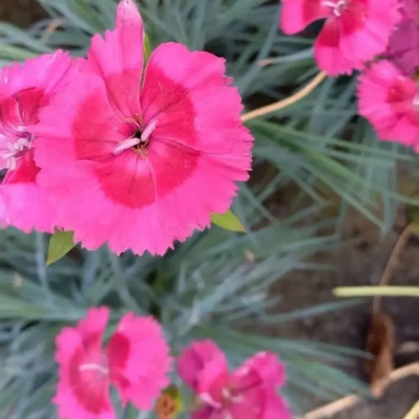 Dianthus allwoodii COSMOPOLITAN - Dianthus | Achat producteur