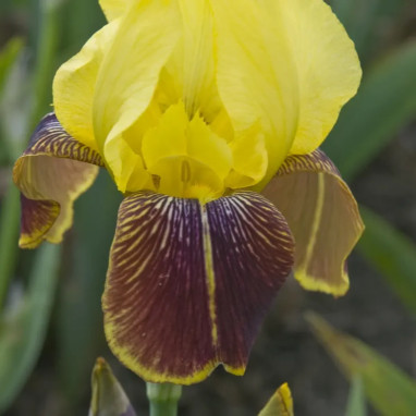 Iris germanica 'Rajah Brooke' - Iris | Achat direct au producteur