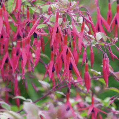 Fuchsia magellanica 'Versicolor' - Fuchsia | Achat direct au producteur