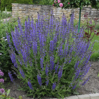 Salvia nemorosa 'Reine des Bleues' - Salvia | Achat producteur