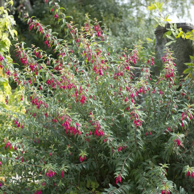 Fuchsia 'Bernisser Hardy' - Fuchsia | Achat direct au producteur