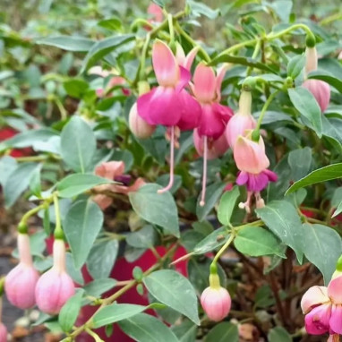 Fuchsia 'Paula Jane' - Fuchsia | Achat direct au producteur