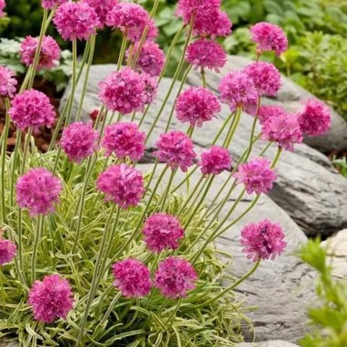 Armeria maritima 'Nifty Thrifty' - Armeria | Achat producteur