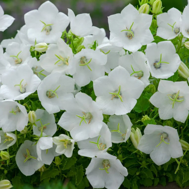 Campanule des Carpates 'Pearl White' - Campanula | Achat producteur