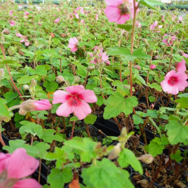 Anisodontea 'El Rayo' | Achat direct au producteur