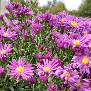 Aster Dumosus Island Bahamas  (Symphyotrichum