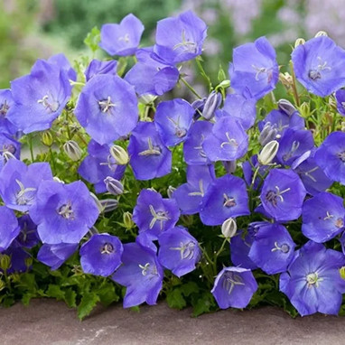 Campanule 'Pearl Deep Blue' - Campanula | Achat direct au producteur