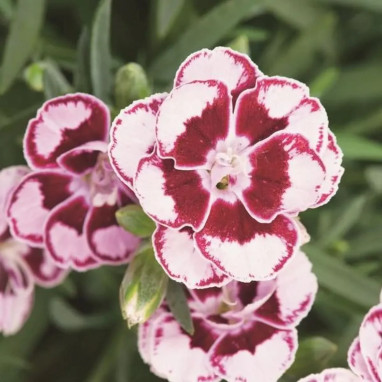 Dianthus Sunflor Charmy - Dianthus | Achat direct au producteur