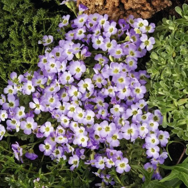 Aubrieta 'Florado Blue Blush Bicolour' | Achat direct au producteur
