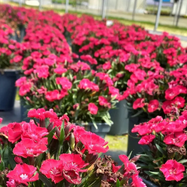 Dianthus Beauties Tyra - Œillet vivace | Achat direct au producteur