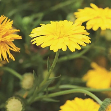 Calendula 'Powerdaisy Sunny' - Calendula | Achat direct au producteur