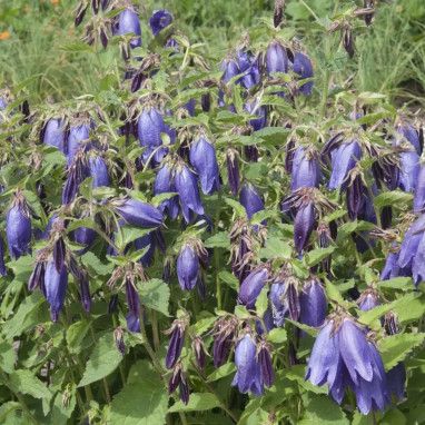 Campanula 'Campanello Blue' - Campanula | Achat producteur