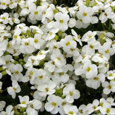 Arabette du Caucase 'Aubris White' - Arabis | Achat direct au producteur