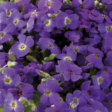 Aubrieta Florado Blue Eye® - Aubrieta | Achat direct au producteur