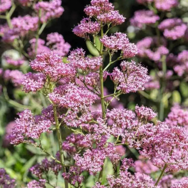 Centranthus ruber 'Rosenrot' - Centranthus | Achat producteur