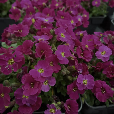 Aubrieta 'Axcent Burgundy' - Aubrieta | Achat direct au producteur