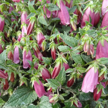 Campanula 'Campanello Red' - Campanula | Achat direct au producteur