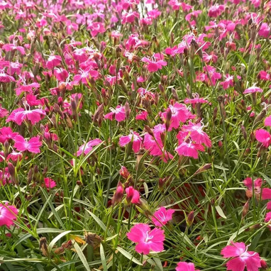 Dianthus BEAUTIES KAHORI SCARLET - Dianthus | Achat producteur