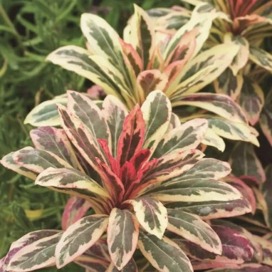 Euphorbia amygdaloides 'Frosted Flame' | Achat producteur
