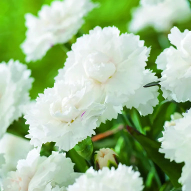 Dianthus 'Sunflor Edberg' - Œillet vivace | Achat direct au producteur