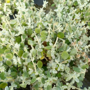 Ballota pseudodictamnus 'Compact Form' | Achat direct au producteur