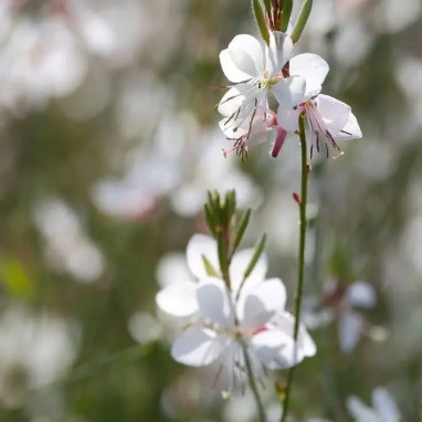 Gaura lindheimeri 'Sparkle White' - Gaura | Achat direct au producteur