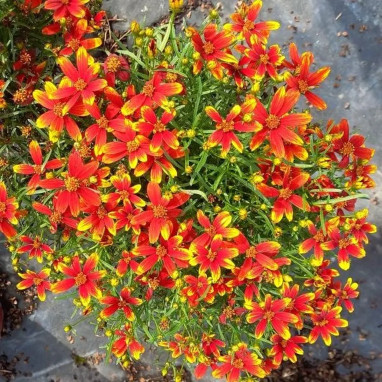 Coreopsis verticillata 'Ladybird' - Coreopsis | Achat producteur