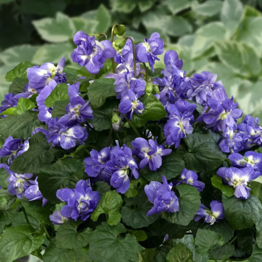 Viola odorata 'Parme de Toulouse' - Viola | Achat producteur
